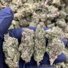 DURBAN POISON