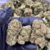 WHITE ZKITTLES